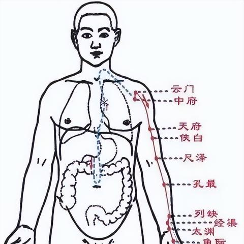 中医视角下的睡眠时间表与脏器健康关系